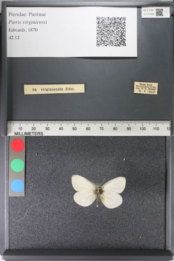 Media type: image;   Entomology 127498